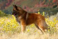 Belgian Tervuren