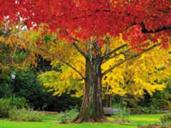 Ginko tree in garden