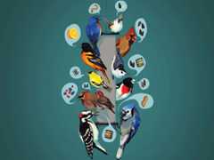 common feeder birds and their favorite foods. Illustration by Justine Lee Hirten.
