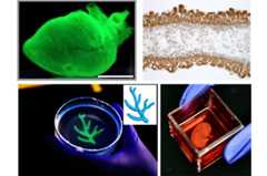 Stony Brook University researchers develop collagen-based method for the bioprinting of physiological materials (TRACE)