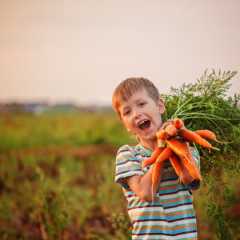 Agriculture - Adorable little kid boy picking carrots in domestic garden on the sunset