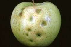 コルクスポット