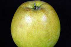 やけ病（未熟やけ）