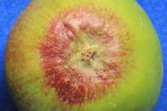 がくあ部の赤変