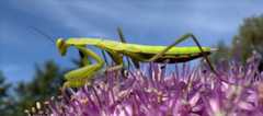 Close-up photo of a praying mantis demonstrating the Ultra Wide camera