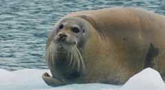 Take a look at the island's diverse wildlife