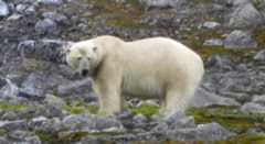 The documentary captures polar bears, Arctic terns, seals and more.