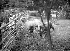 辻村家の押し入れに残っていたガラス乾板からプリントされた写真=辻村淑恵さん提供