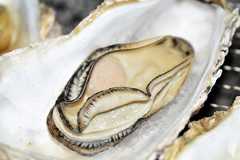 広島県のブランド品種「かき小町」=2024年11月、広島県呉市