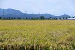 収穫作業前の田んぼ=2025年10月2日午前、福井県坂井市、井東礁撮影