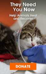 cat with medical cone and donate button