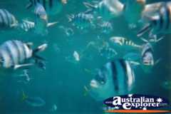 Sea Life in Queensland