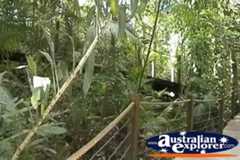 Kuranda Skyrail Rainforest Boardwalk