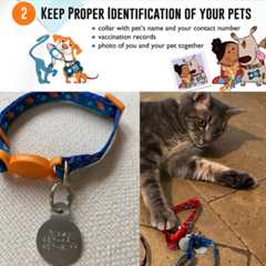 Baark! Hurricane Tips Baark! Hurricane Tips