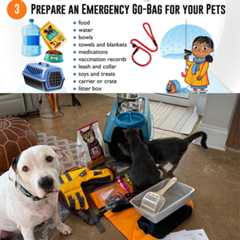 Baark! Hurricane Tips Baark! Hurricane Tips