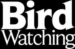 Bird Watching