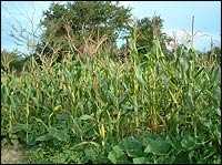 Maize growing