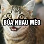 Mang nhau mèo đi đánh bài và những điều cần biết khi cá cược tại Hi88