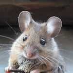 Mus musculus