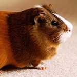 Cavia porcellus