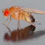 Drosophila melanogaster