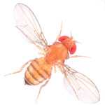 Drosophila simulans