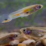 Poecilia reticulata