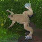 Xenopus tropicalis