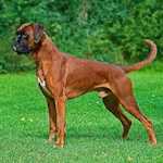 Canis lupus familiaris