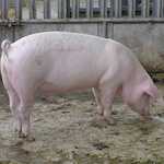 Sus scrofa