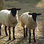 Ovis aries