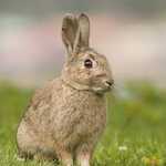 Oryctolagus cuniculus