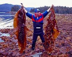 Saccharina latissima