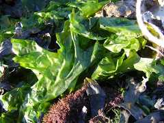Ulva Lactuca seaweed borefinery