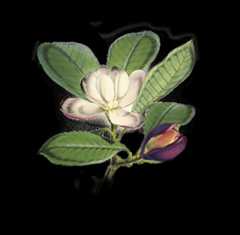 Illustrations of Himalayan plants :. London :L. Reeve,1855..