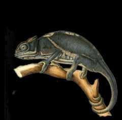 Description des reptiles nouveaux ou imparfaitement connus de la collection du Muséum d'histoire naturelle et remarques sur la classification et les caractères des reptiles..[Paris :Muséum d'histoire naturelle]1852-.