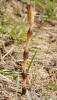 Equisetum arvense - Field Horsetail