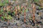 Equisetum arvense - Field Horsetail