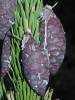 Picea omorika - Serbian Spruce