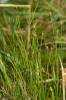 Eleocharis quinqueflora - Few-flowered Spike-rush