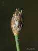 Eleocharis quinqueflora - Few-flowered Spike-rush