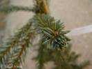 Picea omorika - Serbian Spruce