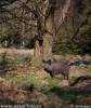 Sus scrofa scrofa - European Wild Boar
