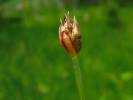 Eleocharis quinqueflora - Few-flowered Spike-rush