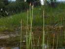 Eleocharis quinqueflora - Few-flowered Spike-rush