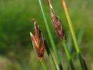 Eleocharis quinqueflora - Few-flowered Spike-rush