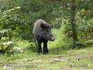 Sus scrofa scrofa - European Wild Boar