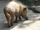 Sus scrofa scrofa - European Wild Boar