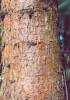 Picea omorika - Serbian Spruce
