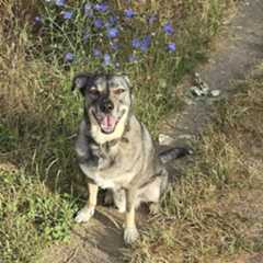 Hey Pandas, Share A Photo Of Your Dog Smiling